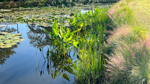 closeup of an array of floating and on-shore plants found along a healthy stormwater pond.