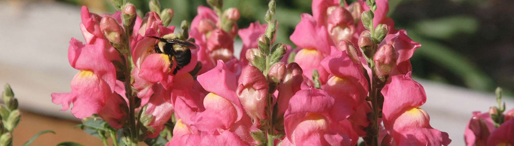 Snapdragons are good plants for cold weather