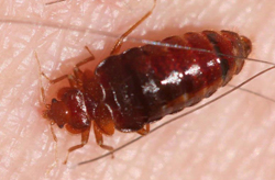 An enlarged image of an engorged bed bug