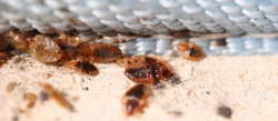 Enlarged image of bed bugs crawling on mattress