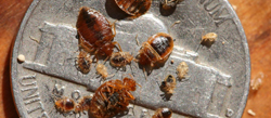 Bedbugs shown crawling on coin to demonstrate their tiny size