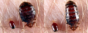 Enlarge images of a bed bugs at their normal and engorged sizes