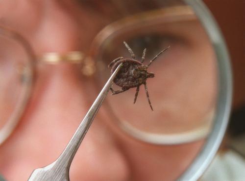 Woman inspecting a tick through a magnifying glass