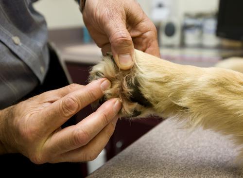 A man examining a dog's paw for ticks. 