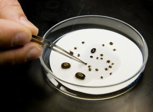 Someone using tweezers to inspect a variety of ticks in a petri dish