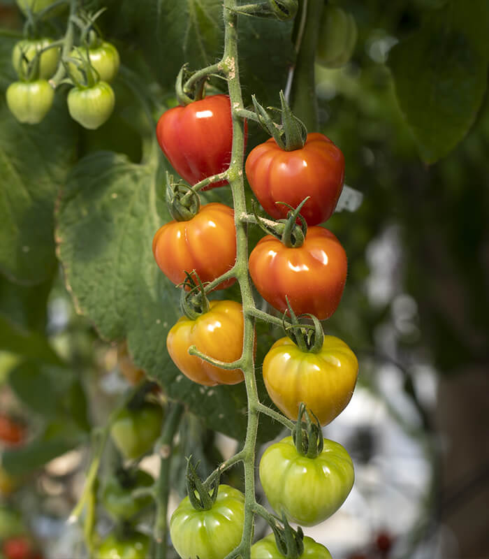 Lawn and Garden - Tomatoes