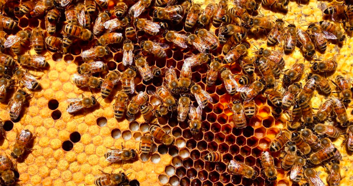 close up of honey bees on a honeycomb