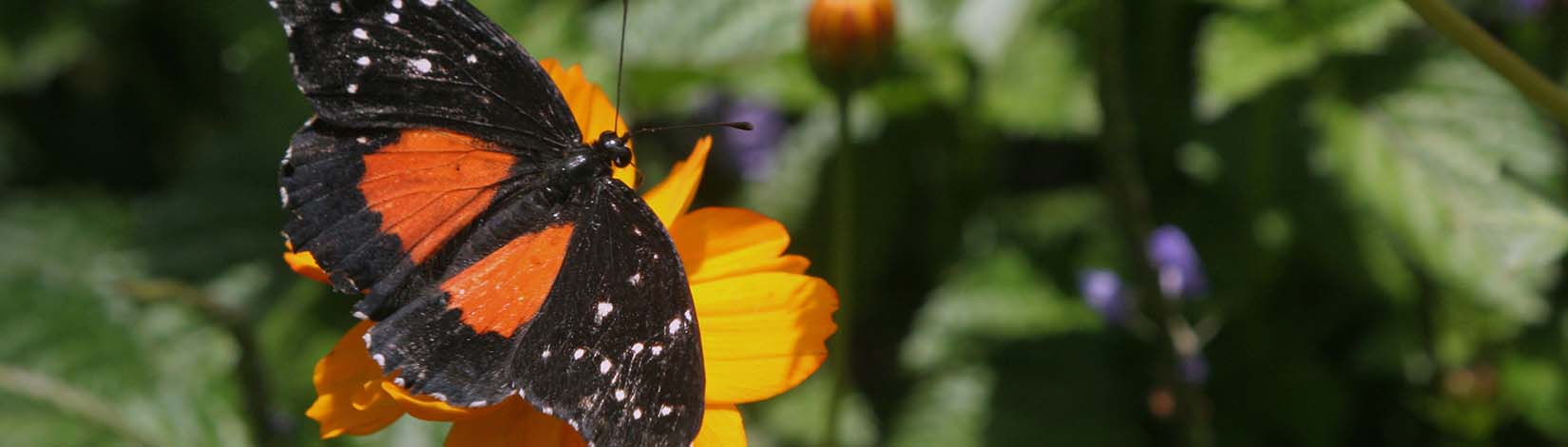 Butterfly on a flower in a Florida butterfly garden