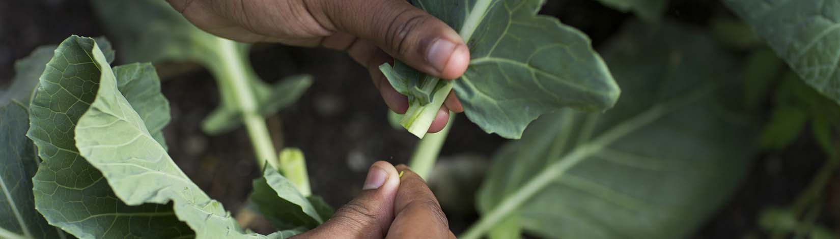 Hands picking a leafy green vegetable while vegetable gardening