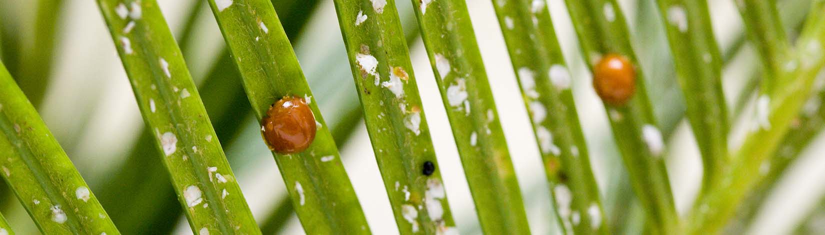 Ladybugs on diseased cycad tree