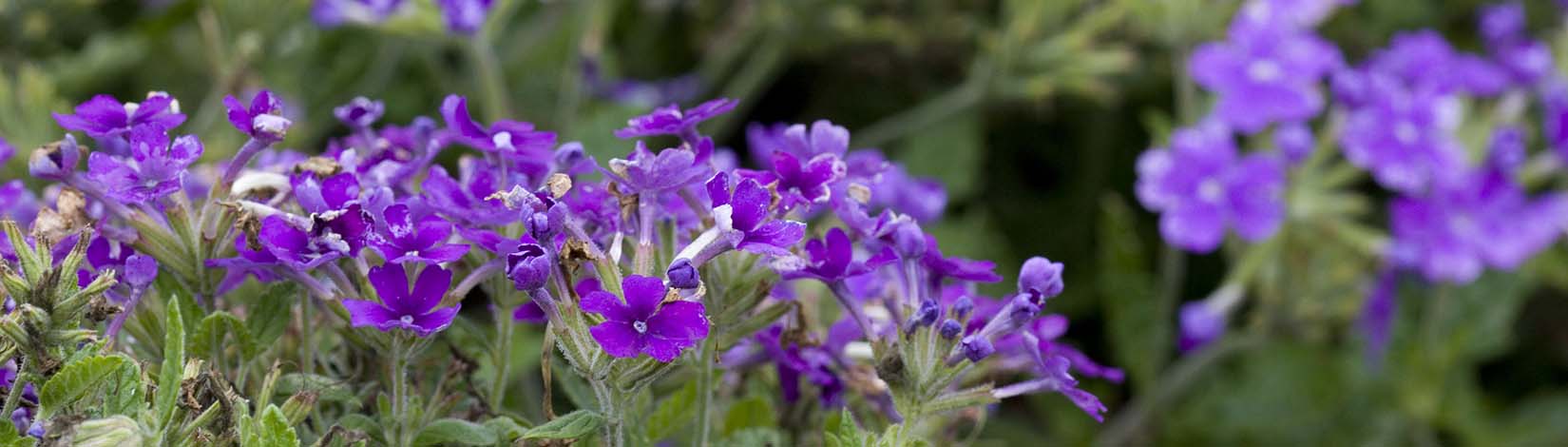 Florida flowers, specifically violets
