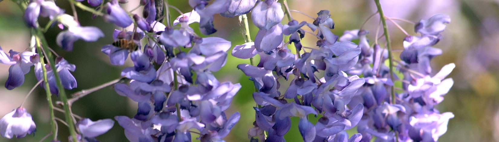 Wisteria, a poisonous plant in Florida
