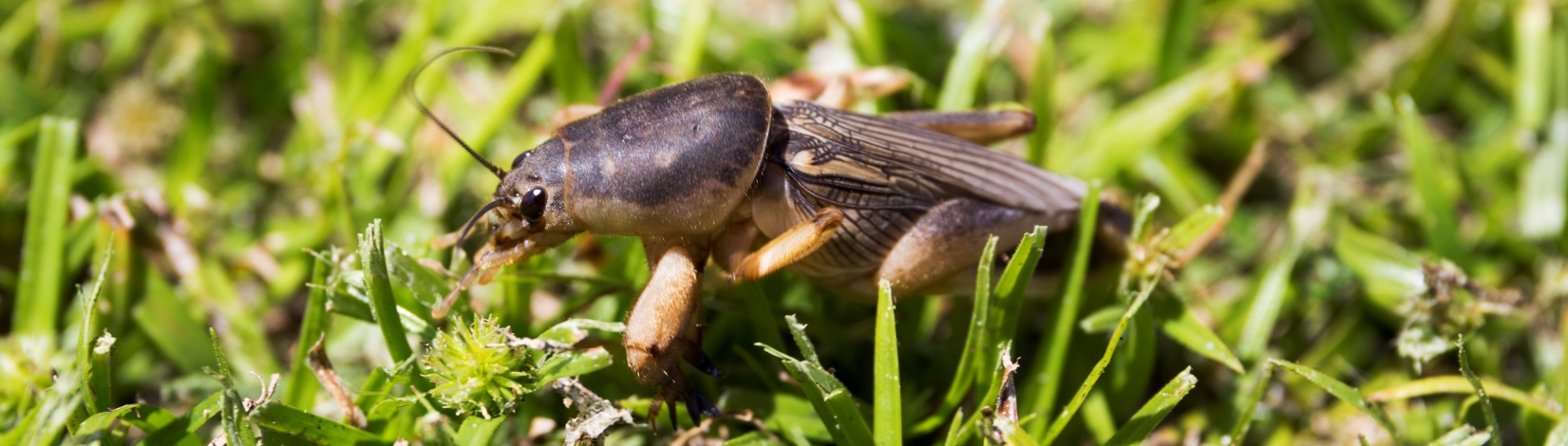 Magnified picture of a mole cricket in grass