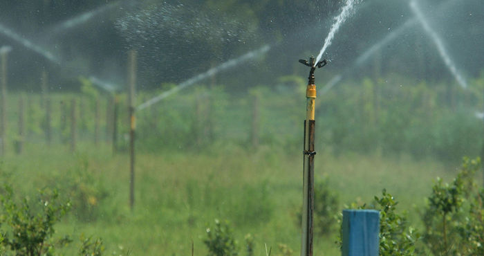 Water irrigation in a commercial growing field.
