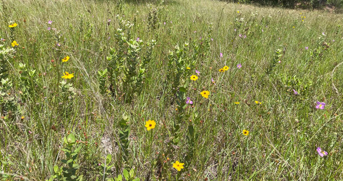A field of wildflowers.