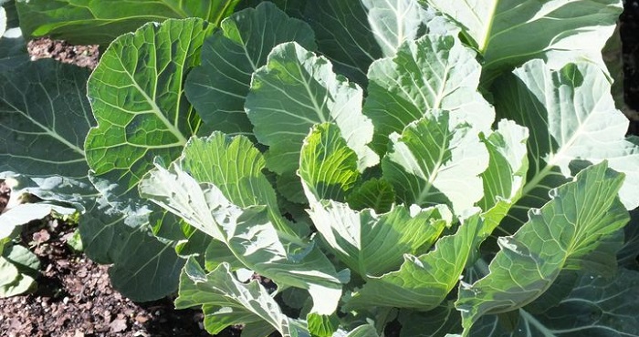 a cabbage plant