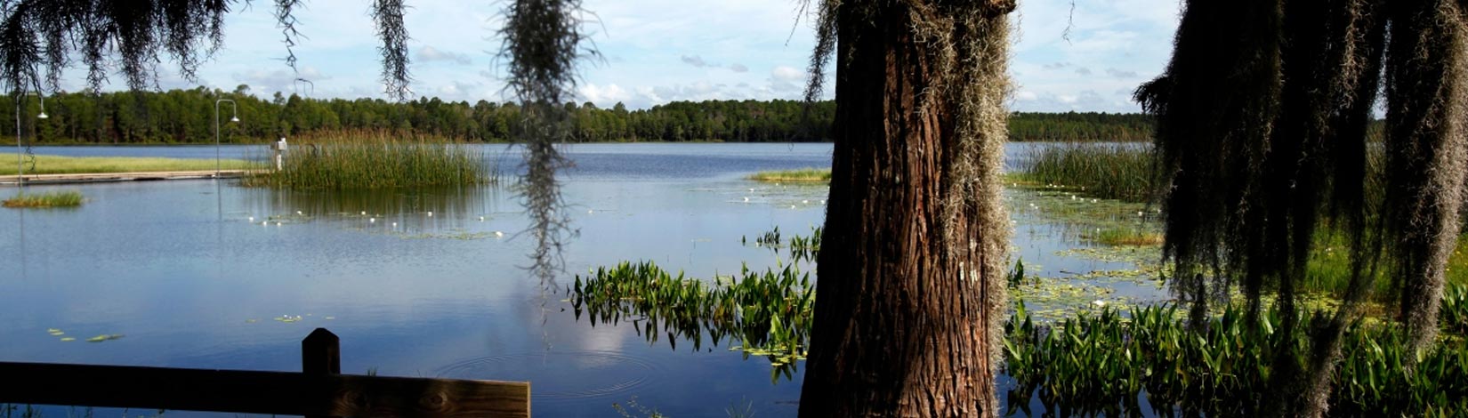 View of Lake Butler in Union County shoreside.