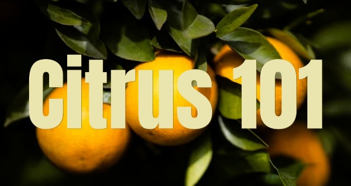Oranges with text citrus 101