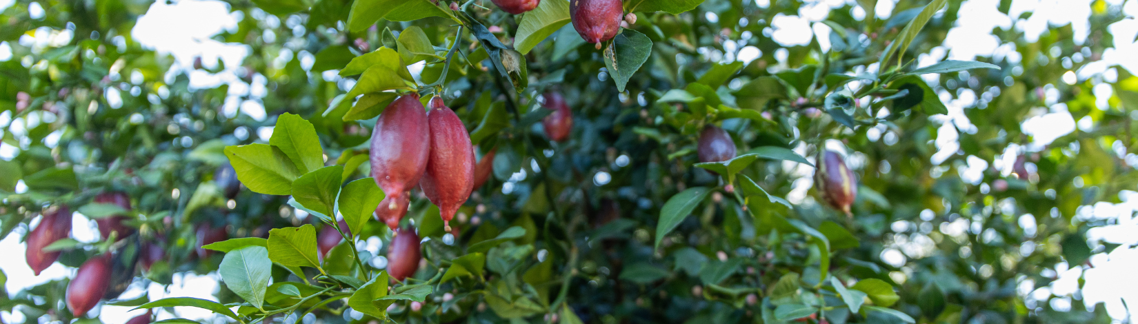 Fingerling lime tree