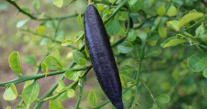 a ripe fingerling lime