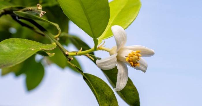 Small orange blossom close up