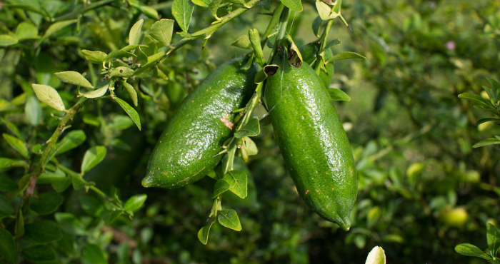 Fingerling lime tree