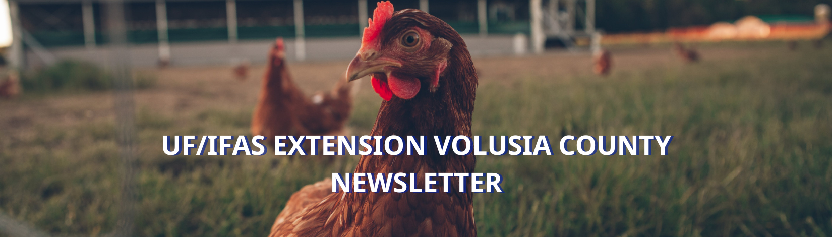 Newsletter banner with a chicken