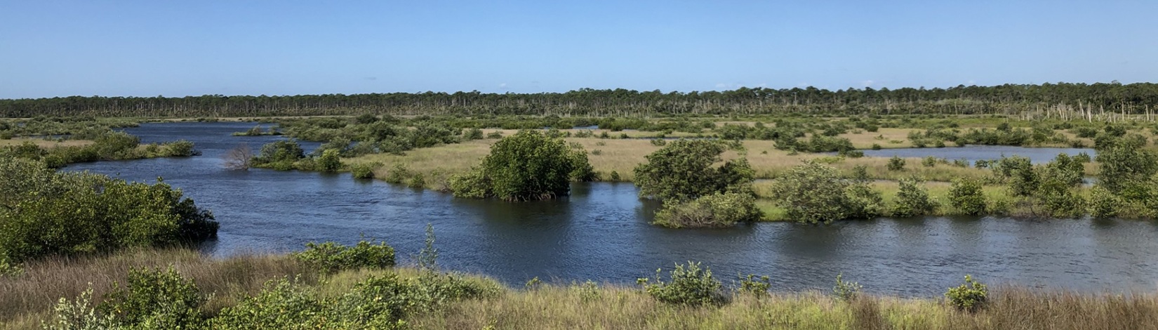 estuarine pic with water, mangroves and bushes