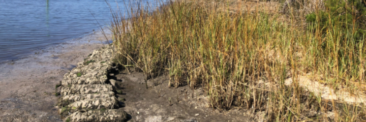 Oysters and reeds close to river bank