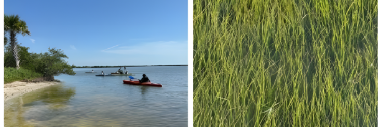 two pics one canoer in river, other sea grass in water