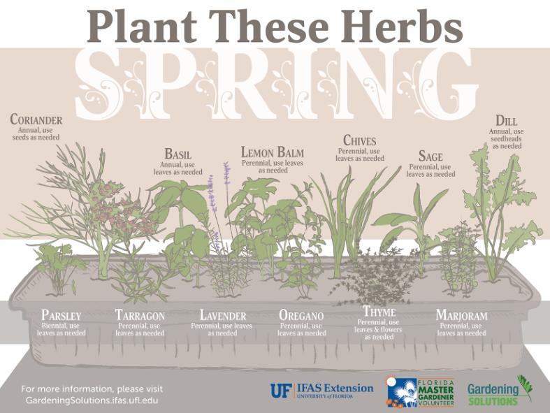 a graphic showing herbs to be grown in spring