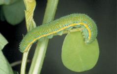 Caterpillars - UF/IFAS Extension - University of Florida
