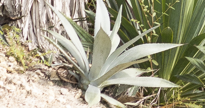Agave