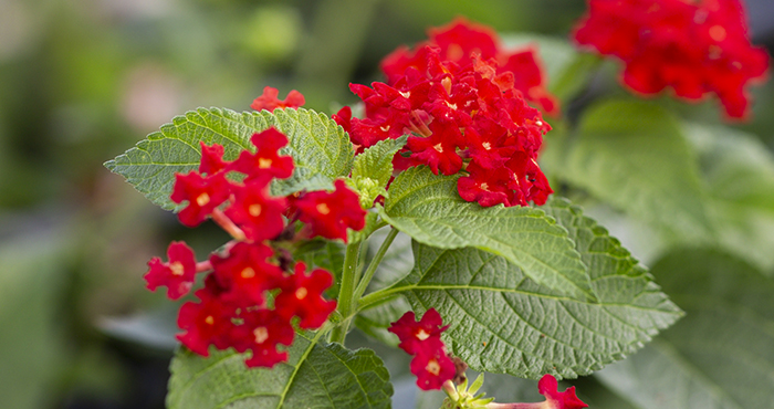 Red Lantana